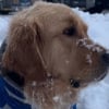 Illustration : Ce chien devient euphorique lorsqu’il sait qu’il va pouvoir aller profiter des premières chutes de neige (vidéo)