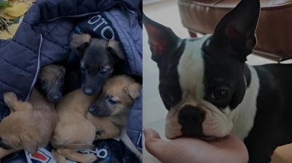 Illustration : Les 4 chiots Malinois abandonnés, découverts par une chienne et son maître, rejoindront bientôt leurs familles pour toujours