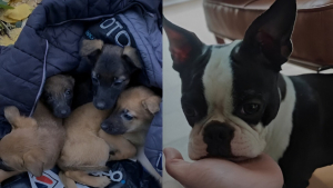 Illustration : Les 4 chiots Malinois abandonnés, découverts par une chienne et son maître, rejoindront bientôt leurs familles pour toujours