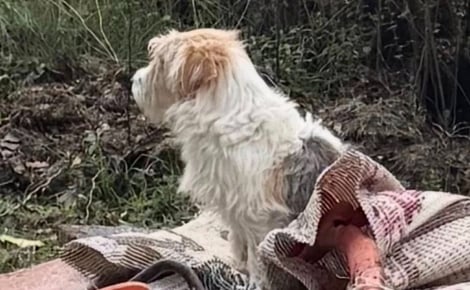 La découverte d'un chien abandonné parmi des déchets choque forces de l'ordre, mairie et habitants