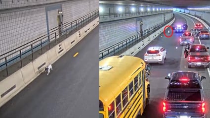 Illustration : Automobilistes et policiers joignent leurs efforts pour sauver un chien courant &agrave; contre-sens dans un tunnel (vid&eacute;o)