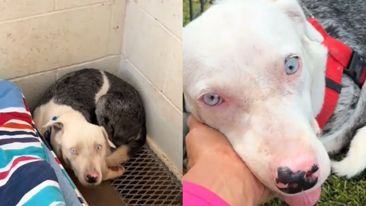 Illustration : "Porteur de plusieurs handicaps, ce chien prostré au refuge n'attirait aucun adoptant potentiel jusqu'à la publication d'une vidéo touchante"