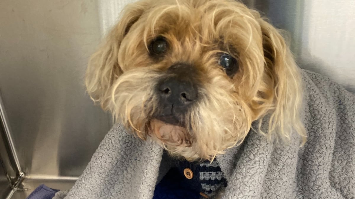 Illustration : "« Nous avons encore du mal à réaliser son retour », un petit chien de 12 ans survit miraculeusement après 7 semaines dans la brousse "