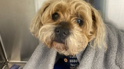 Illustration : &laquo; Nous avons encore du mal &agrave; r&eacute;aliser son retour &raquo;, un petit chien de 12 ans survit miraculeusement apr&egrave;s 7 semaines dans la brousse 