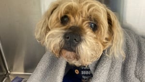 Illustration : "« Nous avons encore du mal à réaliser son retour », un petit chien de 12 ans survit miraculeusement après 7 semaines dans la brousse "