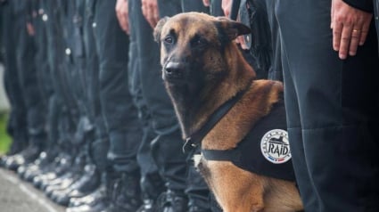 Illustration : 10 ans après sa mort en reconnaissance dans l'appartement des terroristes du 13 novembre, le Berger Belge Malinois du RAID Diesel reste gravé dans les mémoires