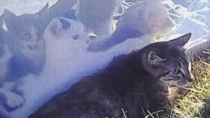 Illustration : Une maman chat amputée des pattes arrière veille courageusement sur ses chatons enfermés dans une boîte en attendant les secours