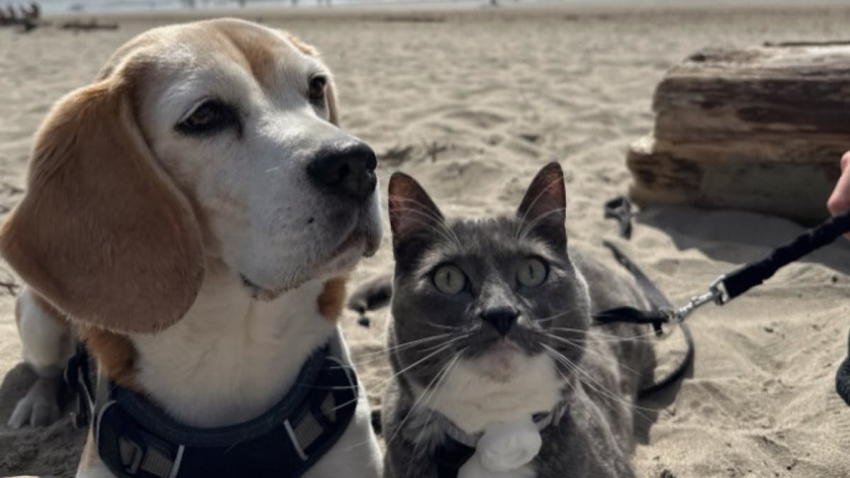 Illustration : "« Le plus adorable des duos », ce chat et ce Beagle nouent une relation tellement forte qu'ils partagent tout ensemble (vidéo)"