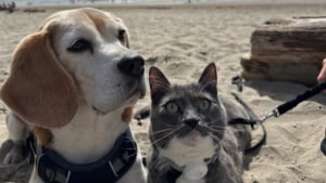 Illustration : « Le plus adorable des duos », ce chat et ce Beagle nouent une relation tellement forte qu'ils partagent tout ensemble (vidéo)