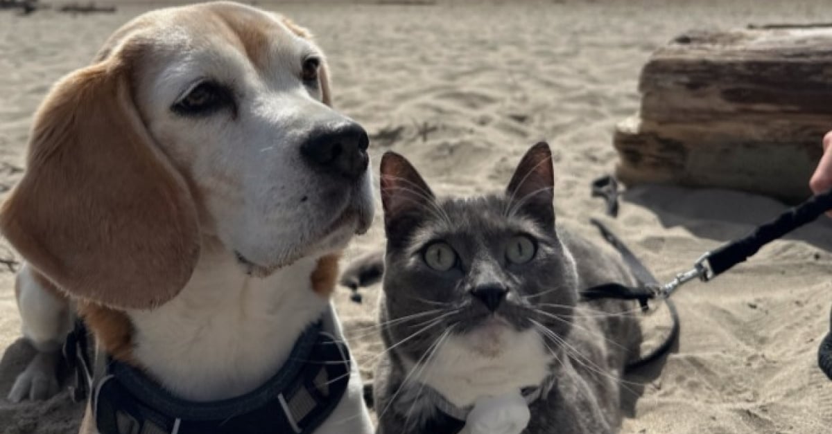 le-plus-adorable-des-duos-ce-chat-et-ce-beagle-nouent-une-relation