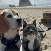 Illustration : &laquo; Le plus adorable des duos &raquo;, ce chat et ce Beagle nouent une relation tellement forte qu'ils partagent tout ensemble (vid&eacute;o)