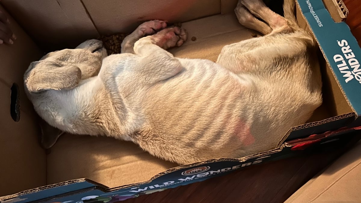 Illustration : "Découvert inanimé dans une boîte, ce chien d'une maigreur extrême défie tous les pronostics et laisse ses sauveurs admiratifs"