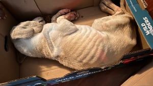 Illustration : "Découvert inanimé dans une boîte, ce chien d'une maigreur extrême défie tous les pronostics et laisse ses sauveurs admiratifs"
