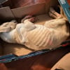 Illustration : D&eacute;couvert inanim&eacute; dans une bo&icirc;te, ce chien d'une maigreur extr&ecirc;me d&eacute;fie tous les pronostics et laisse ses sauveurs admiratifs