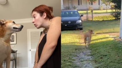 Illustration : Priv&eacute;e de jardin pendant des ann&eacute;es, cette ancienne chienne de refuge d&eacute;couvre le bonheur d'en avoir un (vid&eacute;o)