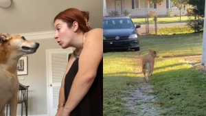 Illustration : Privée de jardin pendant des années, cette ancienne chienne de refuge découvre le bonheur d'en avoir un (vidéo)