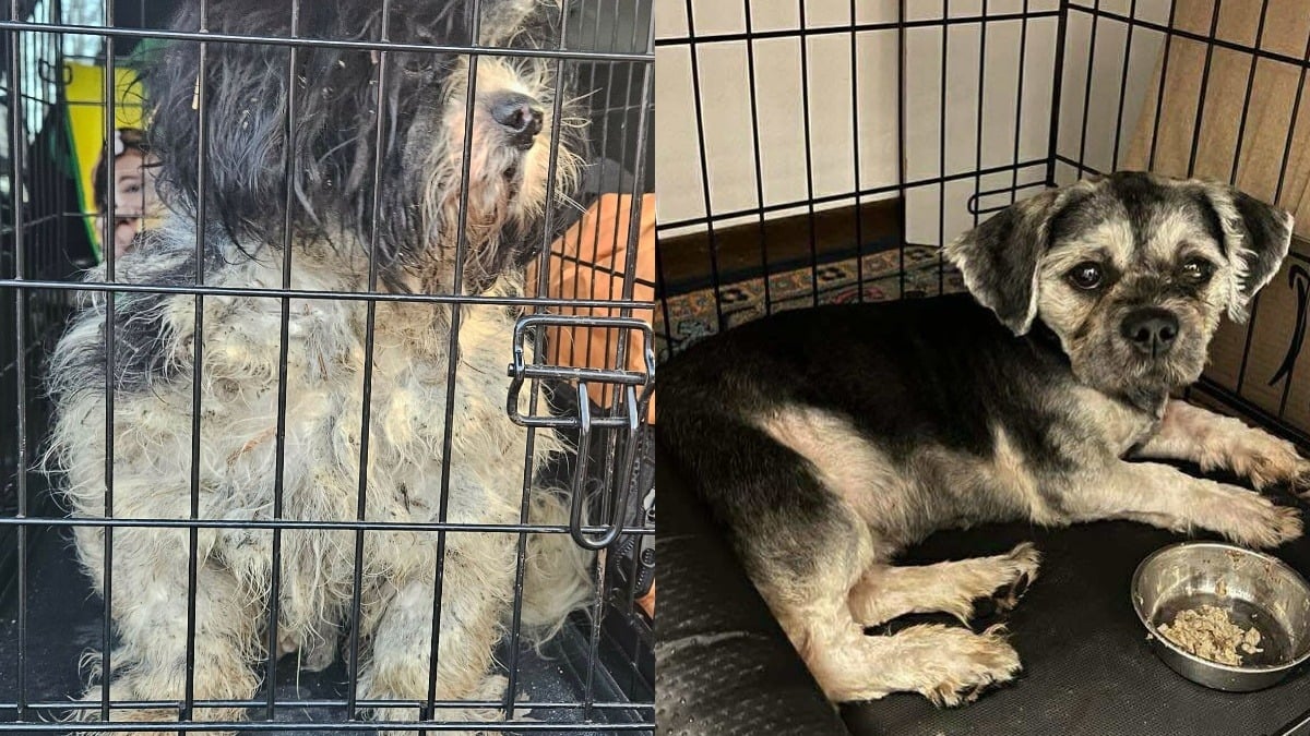 Illustration : "Négligés et abandonnés, 12 Shih Tzu obtiennent une chance de vivre une vie meilleure, l'un d'eux avait « 250 tiques sur lui »"