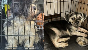 Illustration : "Négligés et abandonnés, 12 Shih Tzu obtiennent une chance de vivre une vie meilleure, l'un d'eux avait « 250 tiques sur lui »"