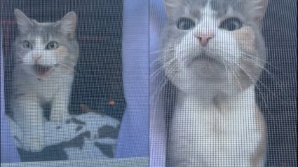 Illustration : Une chatte montant la garde &agrave; la maison change instantan&eacute;ment de mode en reconnaissant sa ma&icirc;tresse (vid&eacute;o)