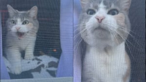 Illustration : Une chatte montant la garde à la maison change instantanément de mode en reconnaissant sa maîtresse (vidéo)