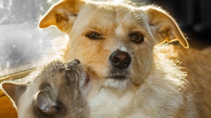 Illustration : Les aboiements d’un chien enfermé dans l'appartement de ses maîtres inquiètent les voisins et révèlent la détresse qu’il partage depuis 4 jours avec un chat