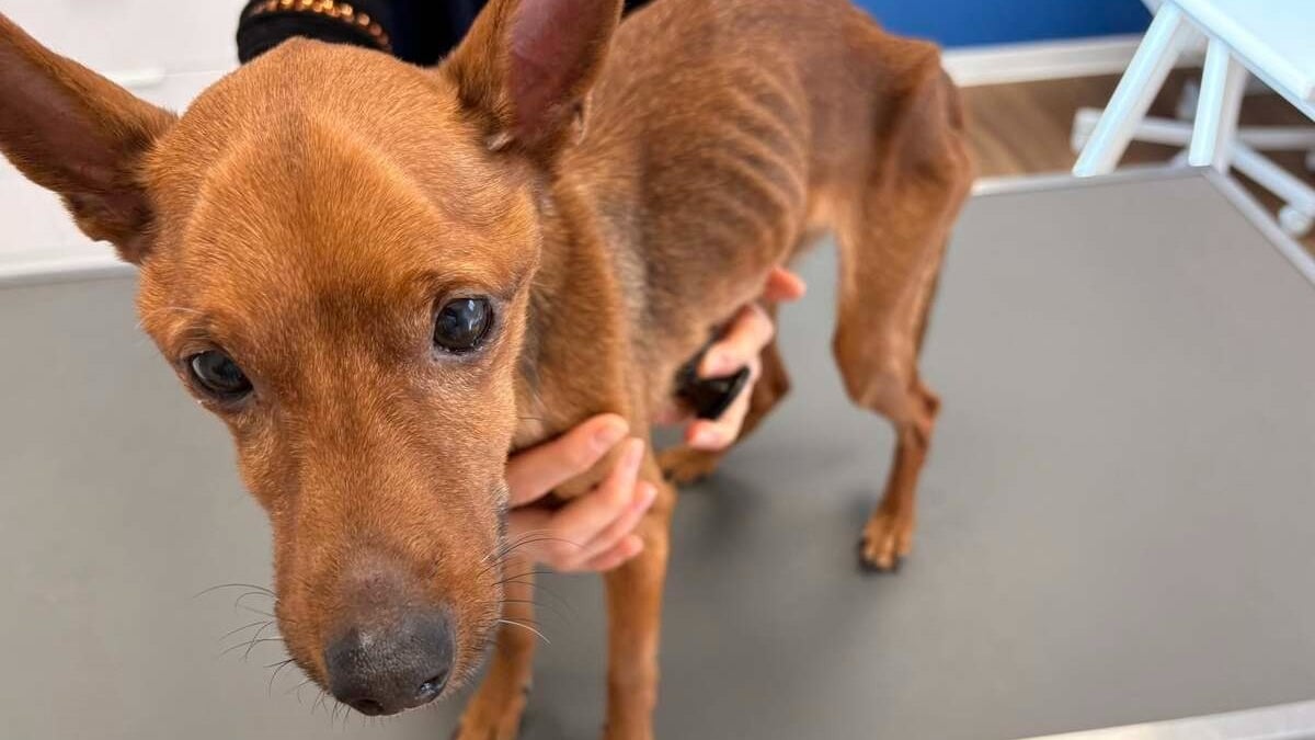 Illustration : "Retrouvé seul et amaigri, ce chien victime de négligence surprend les bénévoles par la confiance qu’il leur accorde dès le départ"