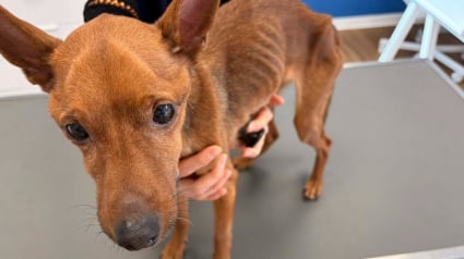 Illustration : Retrouv&eacute; seul et amaigri, ce chien victime de n&eacute;gligence surprend les b&eacute;n&eacute;voles par la confiance qu&rsquo;il leur accorde d&egrave;s le d&eacute;part