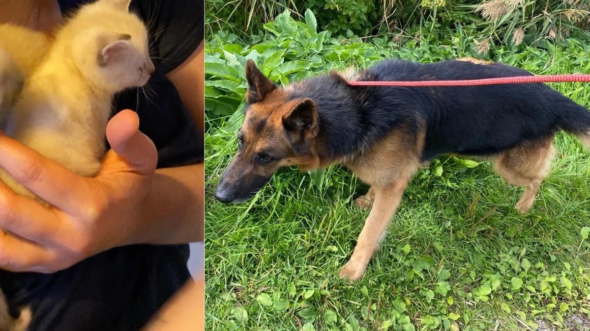 Illustration : "Le sauvetage in extremis de chatons jetés à la poubelle révèle la détresse de nombreux autres chats et d'un chien"