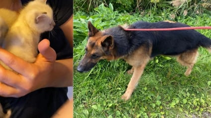 Illustration : Le sauvetage in extremis de chatons jet&eacute;s &agrave; la poubelle r&eacute;v&egrave;le la d&eacute;tresse de nombreux autres chats et d'un chien