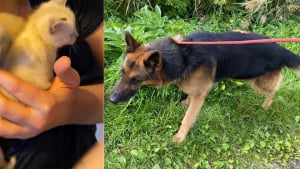 Illustration : Le sauvetage in extremis de chatons jet&eacute;s &agrave; la poubelle r&eacute;v&egrave;le la d&eacute;tresse de nombreux autres chats et d'un chien