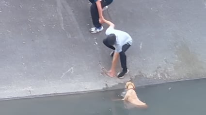Illustration : En voyant une chienne pi&eacute;g&eacute;e dans un canal, plusieurs passants forment une cha&icirc;ne humaine pour la sauver (vid&eacute;o)