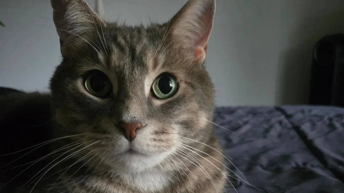 Illustration : "Inspiré par la relation spéciale entre son chat et son jouet préféré, un homme se fait faire un tatouage tendre et inattendu"