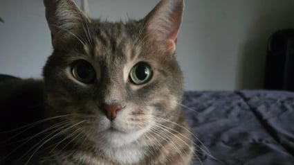 Illustration : Inspir&eacute; par la relation sp&eacute;ciale entre son chat et son jouet pr&eacute;f&eacute;r&eacute;, un homme se fait faire un tatouage tendre et inattendu