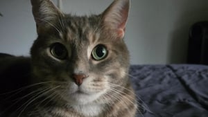 Illustration : Inspiré par la relation spéciale entre son chat et son jouet préféré, un homme se fait faire un tatouage tendre et inattendu