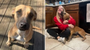 Illustration : Promise à l’euthanasie, une chienne change la vie de centaines d’autres animaux grâce à une rencontre avec une jeune femme 