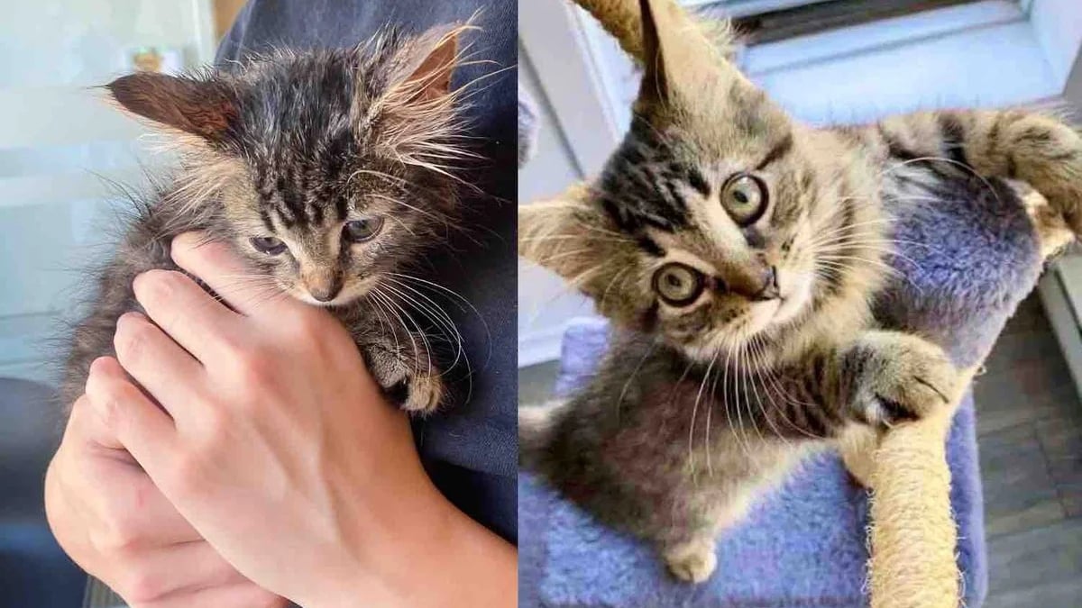 Illustration : "Trouvé seul sous la pluie, un chaton trouve l’ami qui lui manquait tant pour s’épanouir (vidéo)"