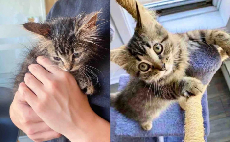 Trouvé seul sous la pluie, un chaton trouve l’ami qui lui manquait tant pour s’épanouir (vidéo)