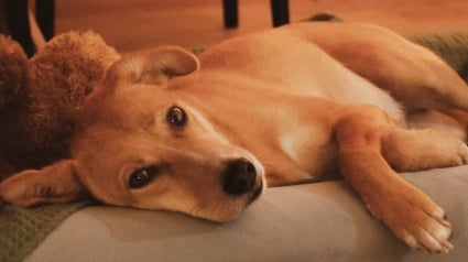 Illustration : Touch&eacute; par la gentillesse d&rsquo;une chienne errante, un couple se d&eacute;m&egrave;ne pour lui offrir enfin une vie confortable (vid&eacute;o)