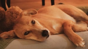 Illustration : Touché par la gentillesse d’une chienne errante, un couple se démène pour lui offrir enfin une vie confortable (vidéo)