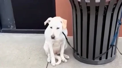 Illustration : &laquo; J'ai besoin d'un bon foyer &raquo;, une chienne attach&eacute;e &agrave; une poubelle d&eacute;couvre qu'elle peut faire confiance &agrave; nouveau