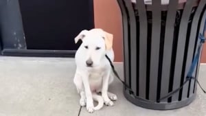 Illustration : « J'ai besoin d'un bon foyer », une chienne attachée à une poubelle découvre qu'elle peut faire confiance à nouveau