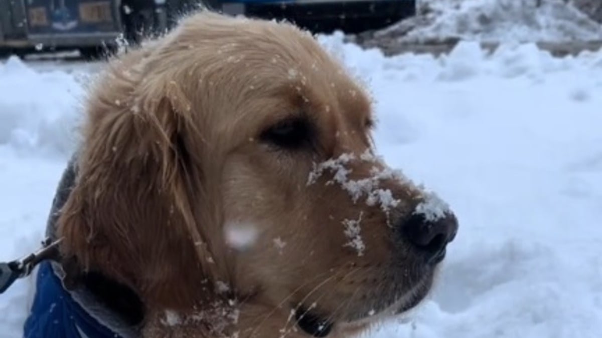 Illustration : "Ce chien ne peut contenir sa joie lorsqu'il découvre la neige pour la première fois de sa vie (vidéo)"