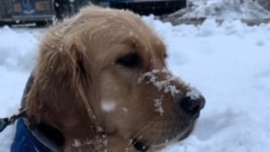 Illustration : Ce chien ne peut contenir sa joie lorsqu'il découvre la neige pour la première fois de sa vie (vidéo)