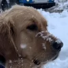 Illustration : Ce chien ne peut contenir sa joie lorsqu'il d&eacute;couvre la neige pour la premi&egrave;re fois de sa vie (vid&eacute;o)