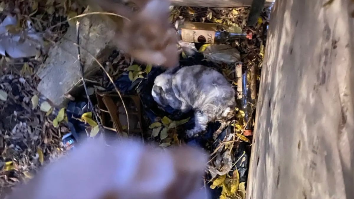 Illustration : "Elle découvre un lapin en hypothermie au milieu des détritus et décide de tout faire pour le sauver (vidéo)"