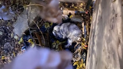 Illustration : Elle d&eacute;couvre un lapin en hypothermie au milieu des d&eacute;tritus et d&eacute;cide de tout faire pour le sauver (vid&eacute;o)