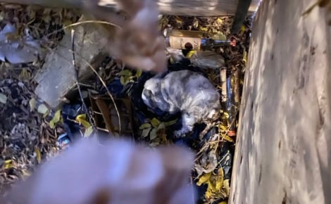 Elle découvre un lapin en hypothermie au milieu des détritus et décide de tout faire pour le sauver (vidéo)