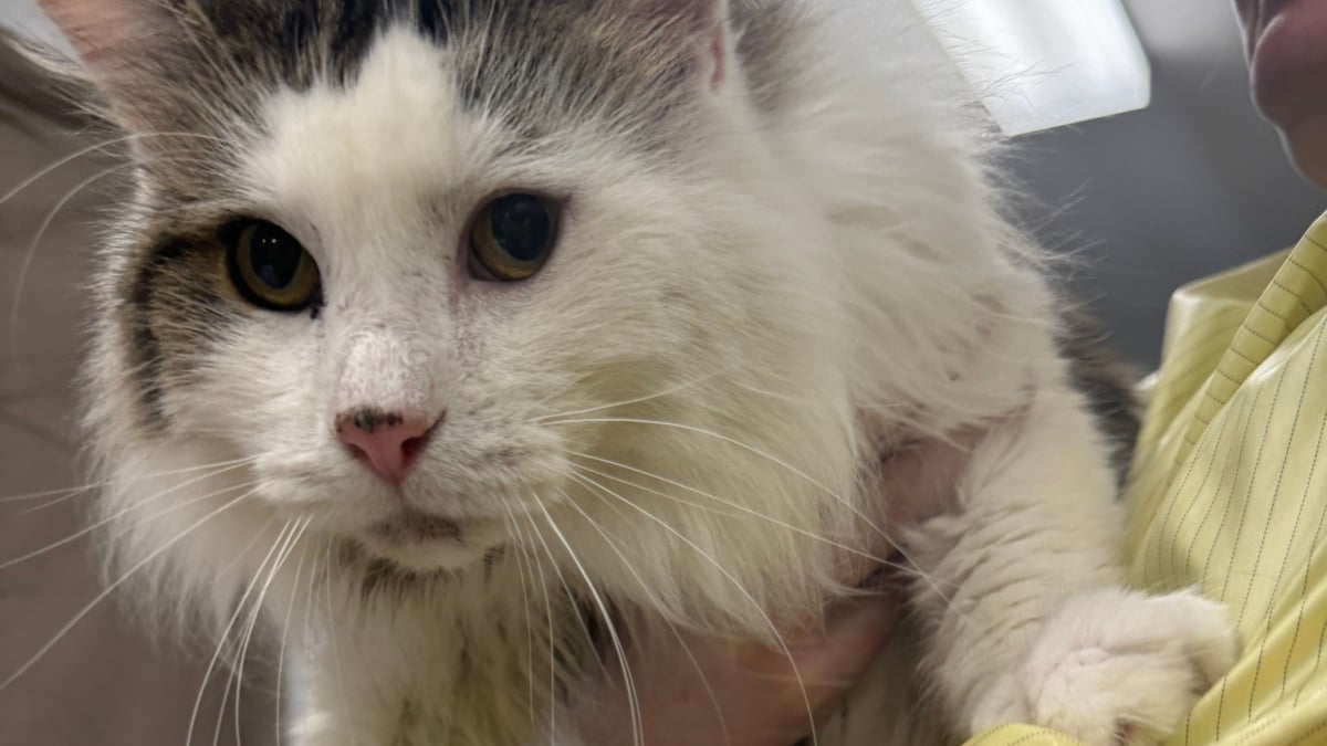 Illustration : "« Ce couple aimait ses chats et faisait de son mieux », une association change la vie de 21 félins vivant dans des conditions inappropriées"