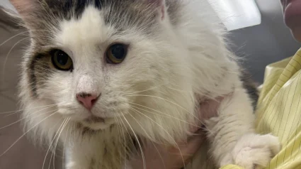 Illustration : &laquo; Ce couple aimait ses chats et faisait de son mieux &raquo;, une association change la vie de 21 f&eacute;lins vivant dans des conditions inappropri&eacute;es