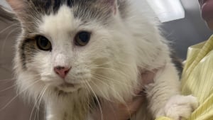 Illustration : &laquo; Ce couple aimait ses chats et faisait de son mieux &raquo;, une association change la vie de 21 f&eacute;lins vivant dans des conditions inappropri&eacute;es